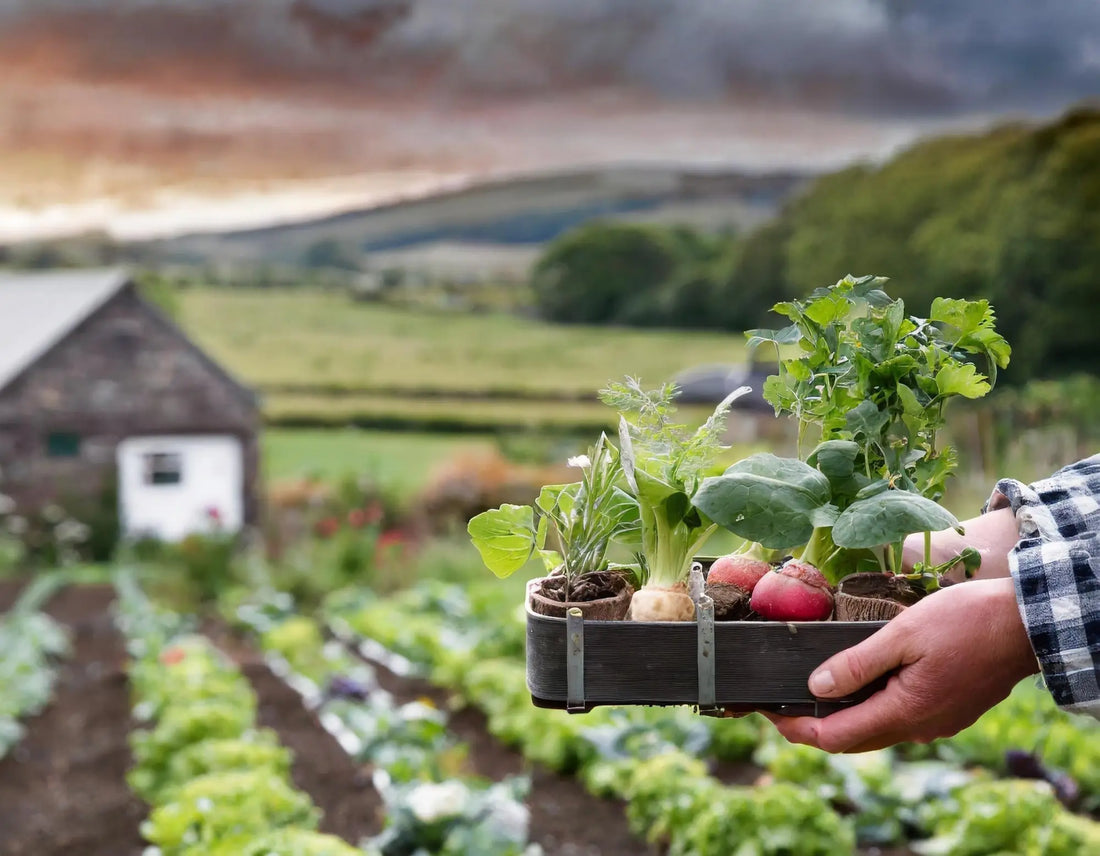 How to Get Started with Off-Grid Living