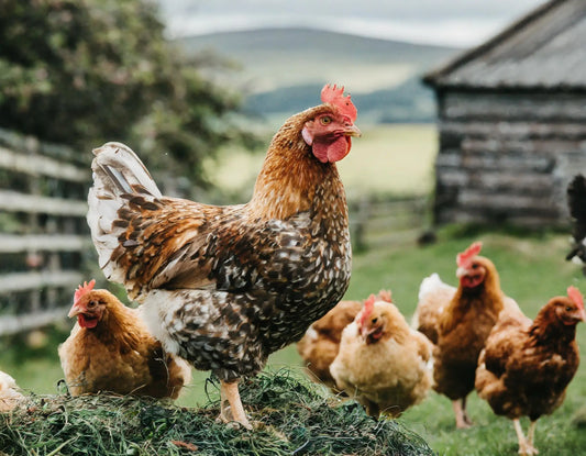 Thinking About Keeping Chickens?