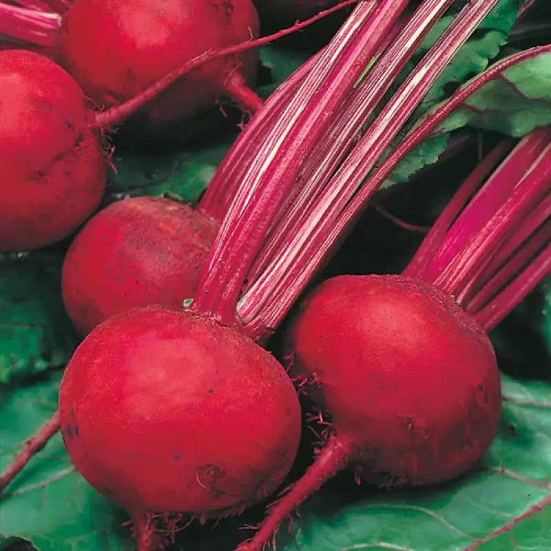 BEETROOT - Beta Vulgaris - 140 Premium Non Gmo Seeds - Seeds