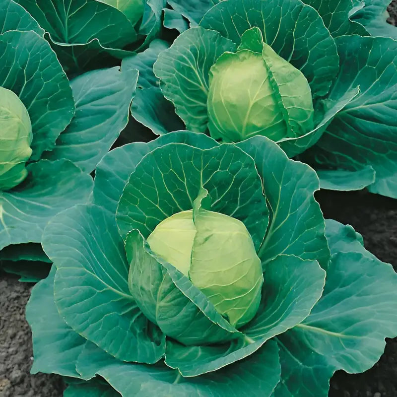 CABBAGE - Brassica Oleracea Capitata - 250 Premium Non Gmo Seeds - Seeds