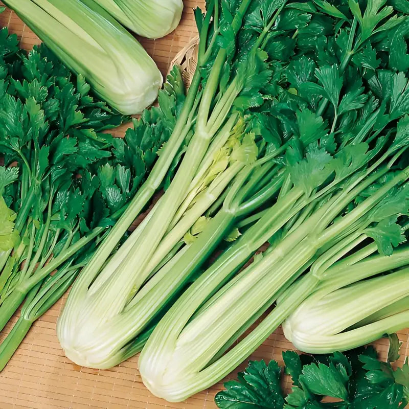 CELERY - Apium Graveolens - 50 Premium Non-Gmo Seeds - Seeds