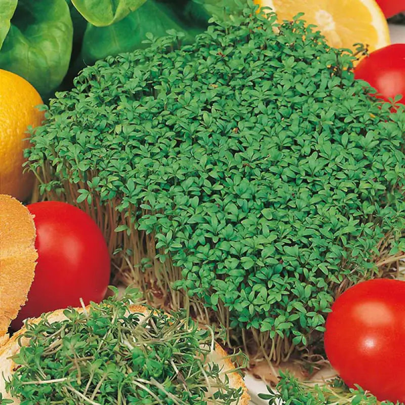 CRESS - Lepidium Sativum - 2000 Premium Non-Gmo Seeds - Seeds