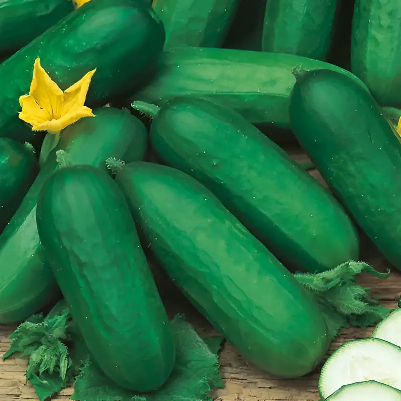 CUCUMBER - Cucumis Sativus - 20 Premium Non-Gmo Seeds - Seeds