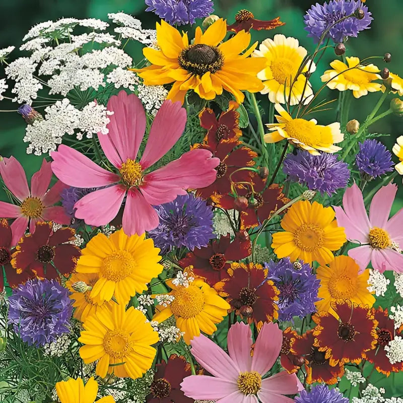 Grow Your Own Flowers - MIXED WILDLIFE ATTRACTING ANNUALS - 0.5g Flower Seeds - Seeds
