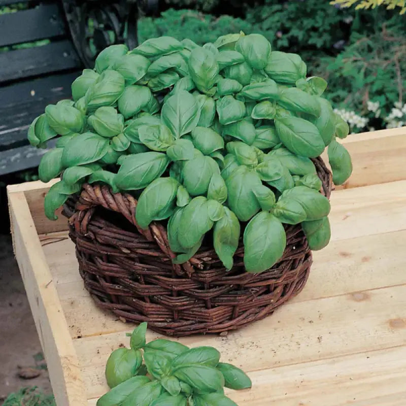 HERB GARDEN Seed Kit - 7 Premium Seed Varieties - Seeds