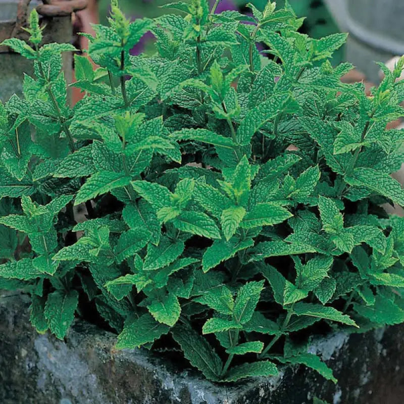 HERB GARDEN Seed Kit - 7 Premium Seed Varieties - Seeds