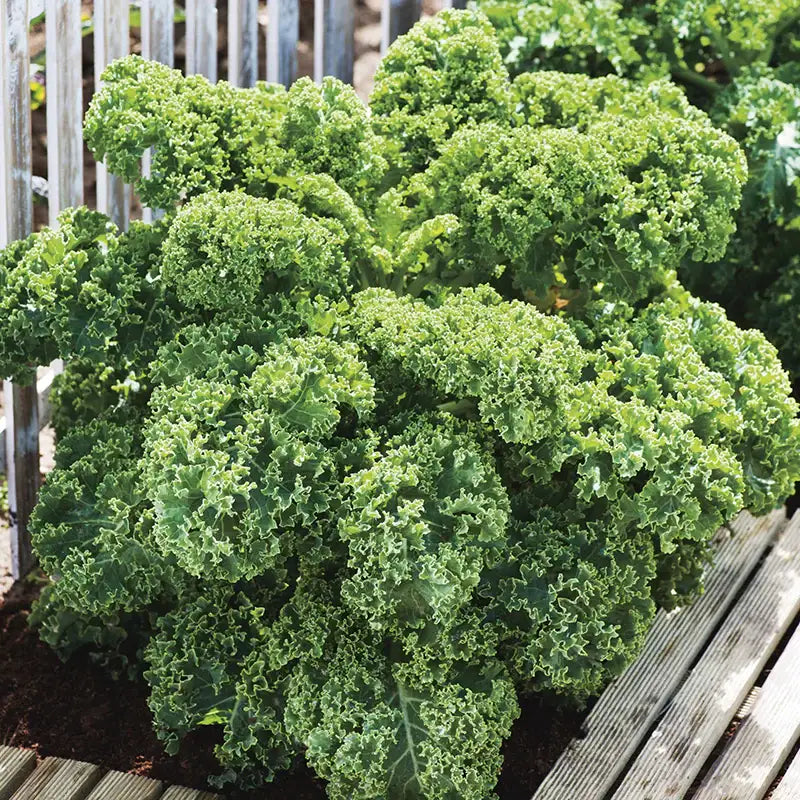 KALE - Brassica Oleracea Acephala - 200 Premium Non-Gmo Seeds - Seeds