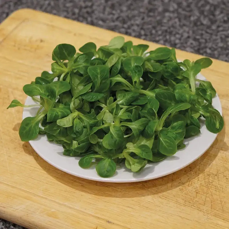 LAMBS LETTUCE - Valerianella Locusta - 250 Premium Non-Gmo Seeds - Seeds