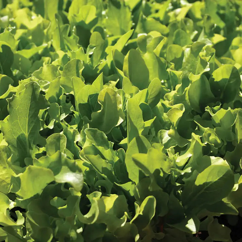 LETTUCE - Lactuca Sativa - 500 Premium Non-Gmo Seeds - Seeds