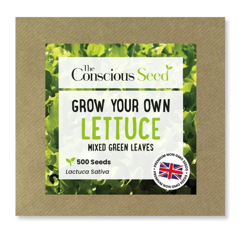 LETTUCE - Lactuca Sativa - 500 Premium Non-Gmo Seeds - Seeds
