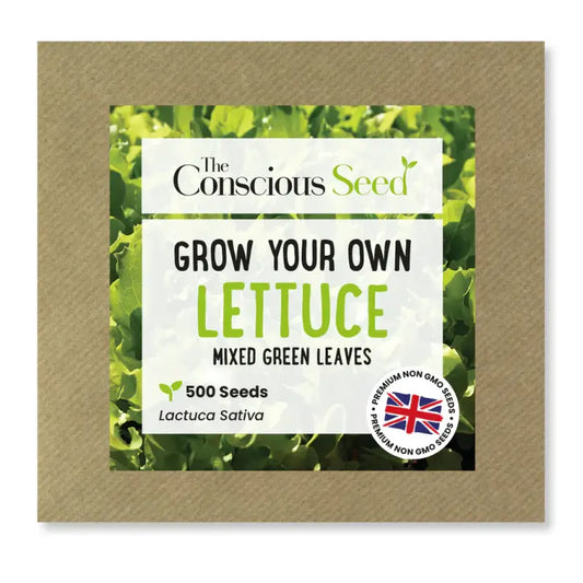 LETTUCE - Lactuca Sativa - 500 Premium Non-Gmo Seeds - Seeds