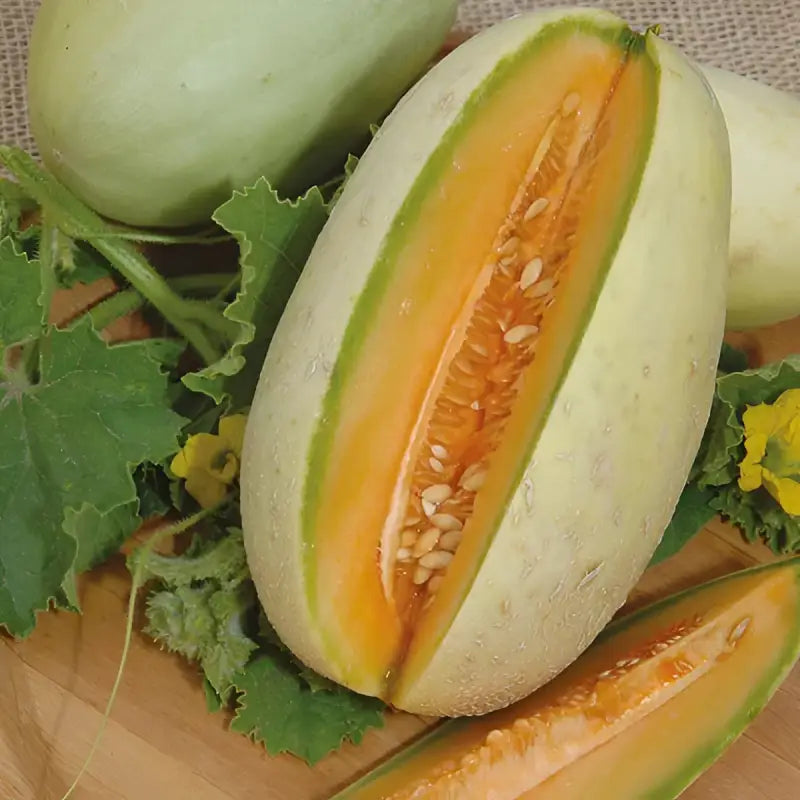 MELON - Cucumis Melo - 20 Premium Non-Gmo Seeds - Seeds