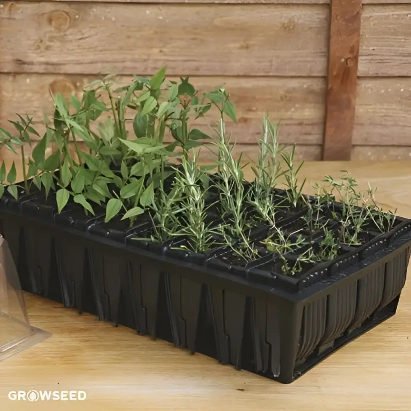 Rapid Root Trainer Set - Root Trainer