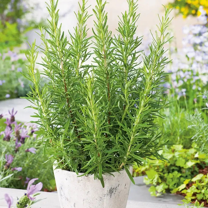 ROSEMARY - Rosmarinus Officinalis - 40 Premium Non-Gmo Seeds - Seeds