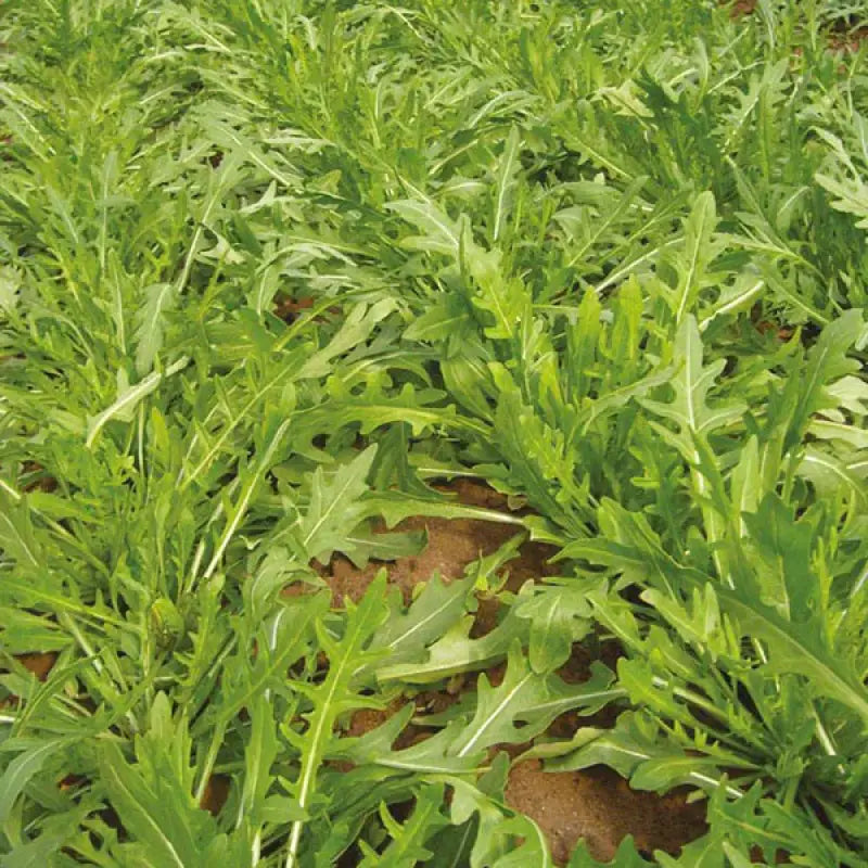 Salad Seed Kit - 15 Premium Seed Varieties - Grow Your Own Salad - Seeds