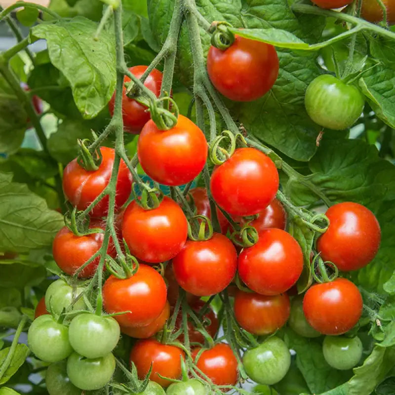 Salad Seed Kit - 15 Premium Seed Varieties - Grow Your Own Salad - Seeds