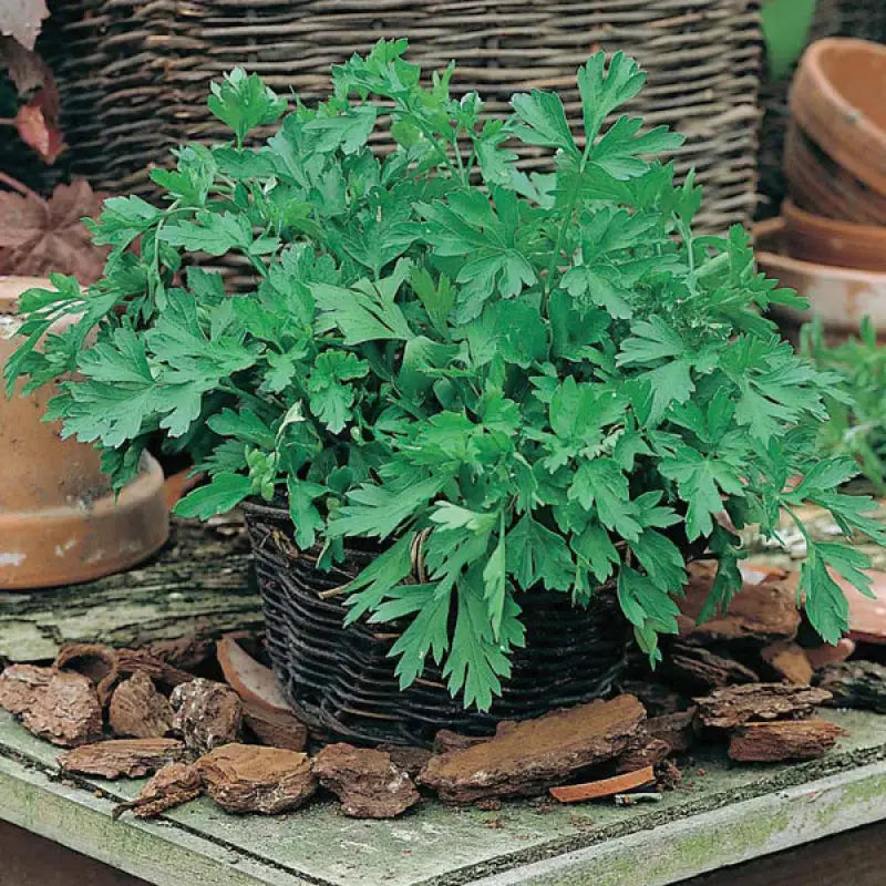 Salad Seed Kit - 15 Premium Seed Varieties - Grow Your Own Salad - Seeds