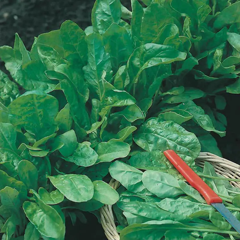 Salad Seed Kit - 15 Premium Seed Varieties - Grow Your Own Salad - Seeds