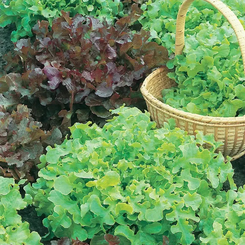 Salad Seed Kit - 15 Premium Seed Varieties - Grow Your Own Salad - Seeds