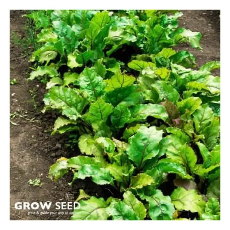 Spring Vegetable Seed Kit - Seeds