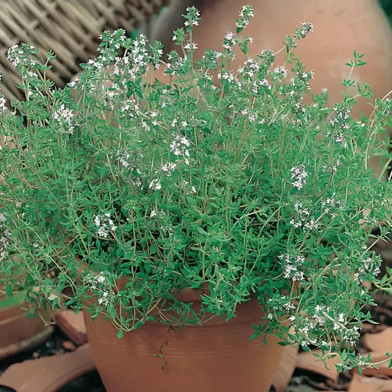 THYME - Thymus Vulgaris - 25 Premium Non-Gmo Seeds - Seeds