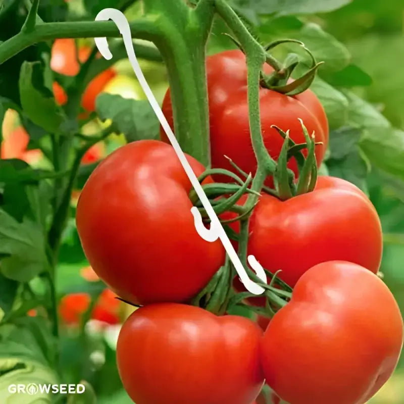 Tomato / Plant Support Hooks - 50 - Support Hooks