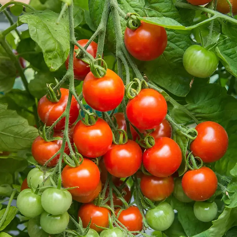 TOMATO - Solanum lycopersicum - 25 Premium Non-Gmo Seeds - Seeds