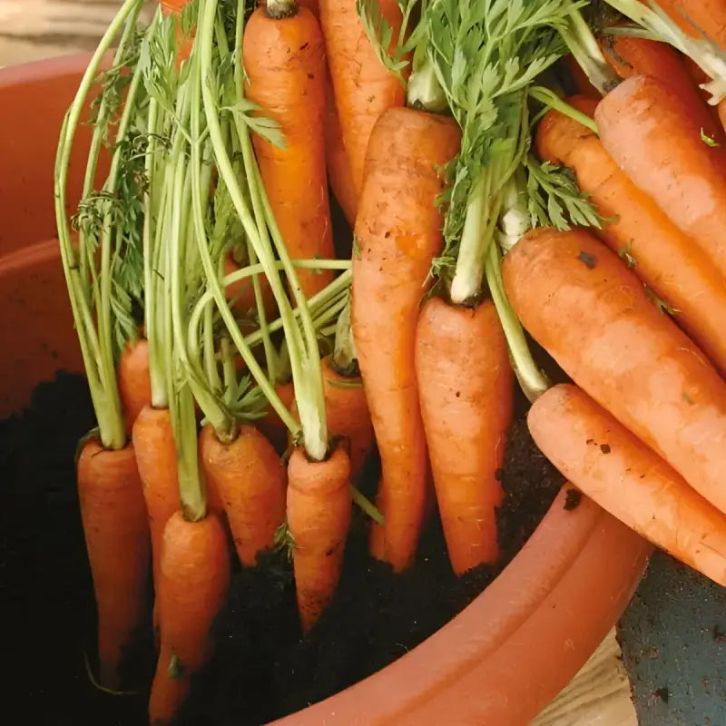 Carrot