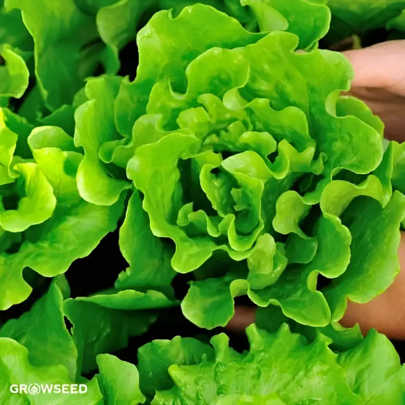 30 - 60 Day Crop Kit - Seeds