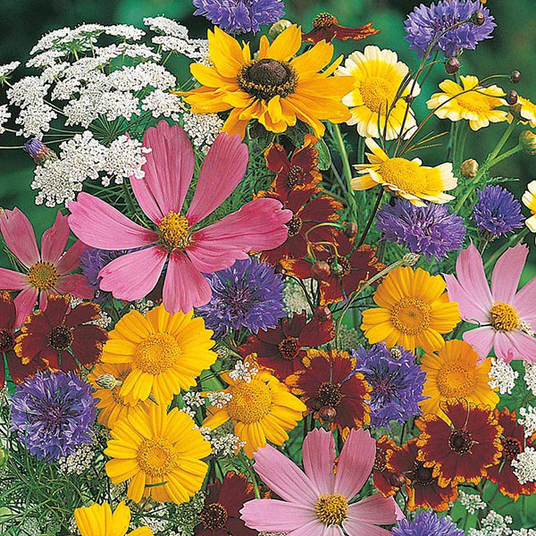 Grow Your Own Flowers - MIXED WILDLIFE ATTRACTING ANNUALS - 0.5g Flower Seeds