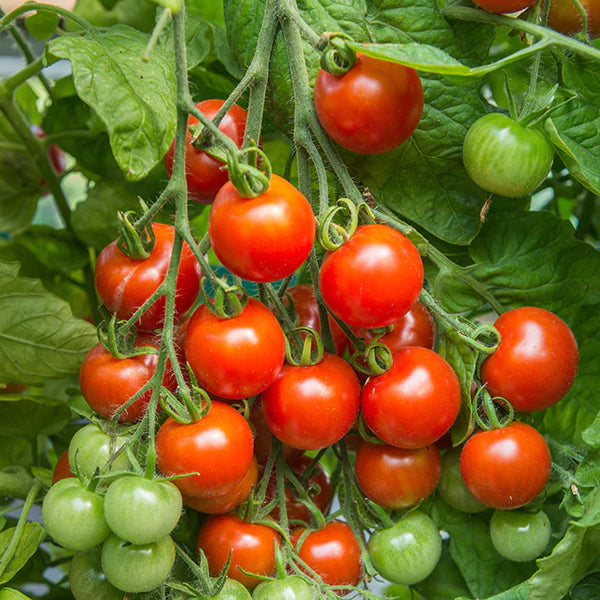 TOMATO - Solanum lycopersicum - 25 Premium Non-Gmo Seeds