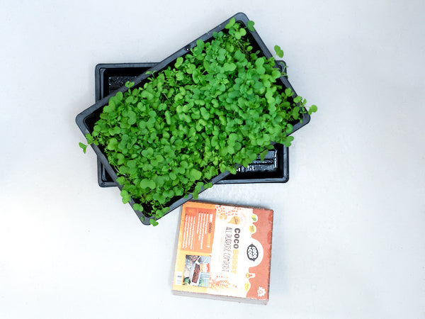 H-Series Microgreens Kit – Single