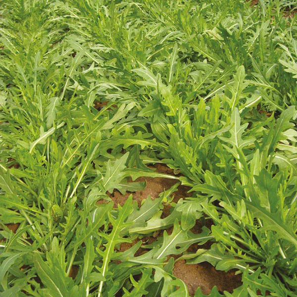ROCKET - Diplotaxis Tenuifolia - 250 Premium Non-Gmo Seeds