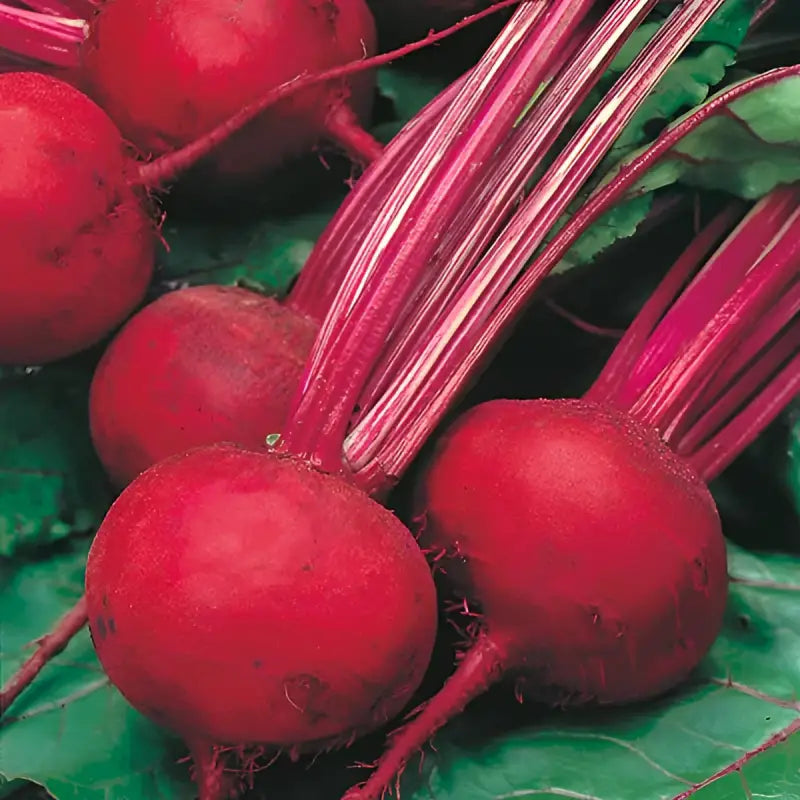 BEETROOT - Beta Vulgaris - 140 Premium Non Gmo Seeds - Seeds