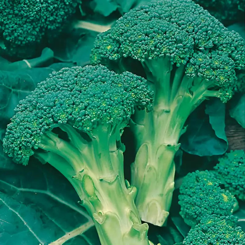 BROCCOLI - Brassica Oleracea Botrytis - 250 Premium Non-Gmo Seeds - Seeds