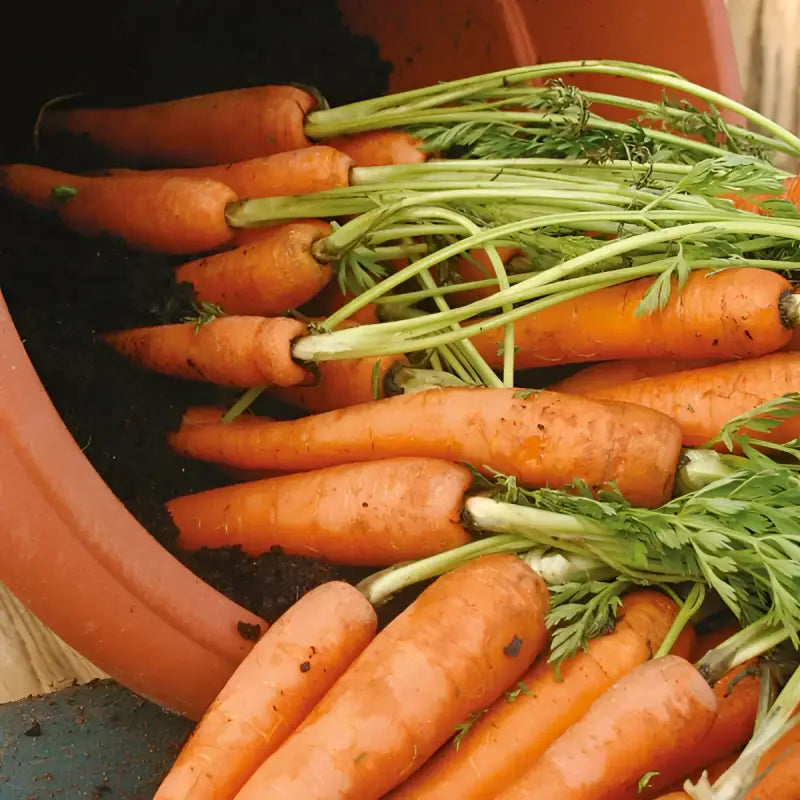 CARROT - Daucus Carota - 750 Premium Non-Gmo Seeds - Seeds