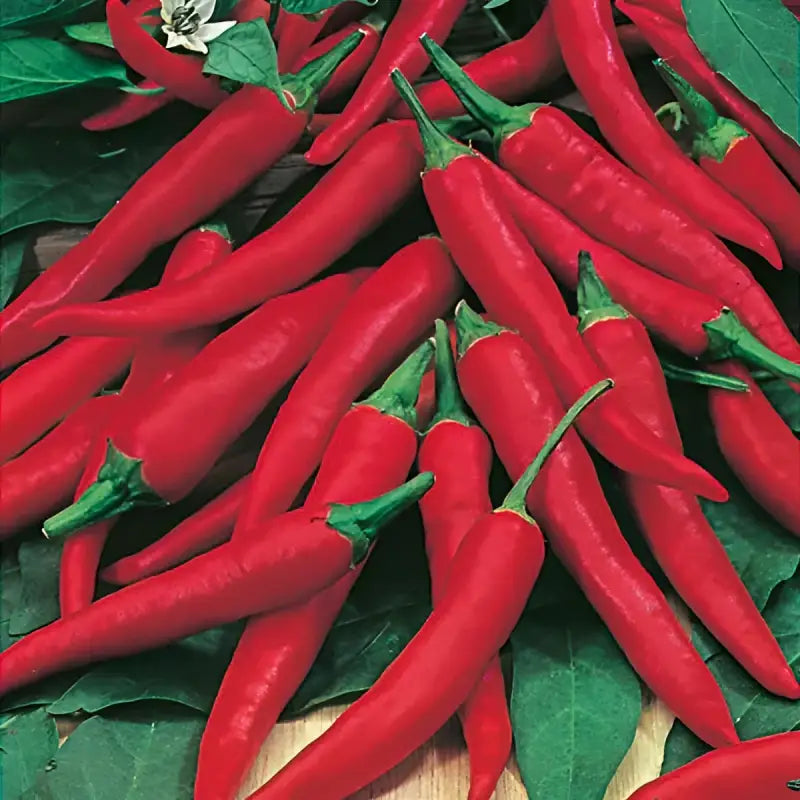 CHILLI - Capsicum Annuum - 30 Premium Non-Gmo Seeds - Seeds