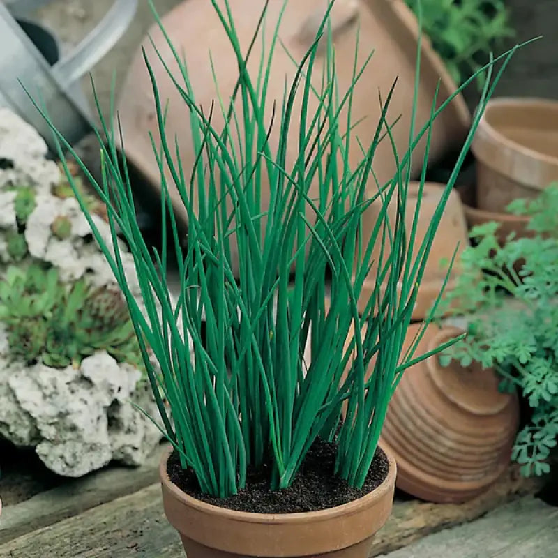 CHIVES - Allium Schoenoprasum - 375 Premium Non-Gmo Seeds - Seeds