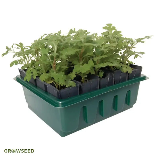 Compact Root Trainer Set - Root Trainer