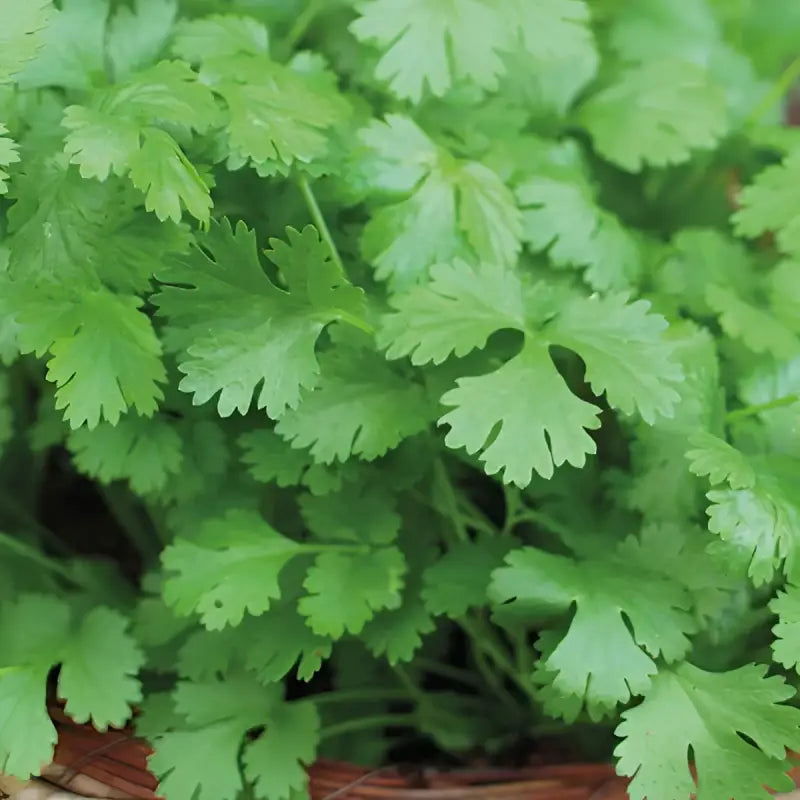 CORIANDER - Coriandrum Sativum - 75 Premium Non-Gmo Seeds - Seeds