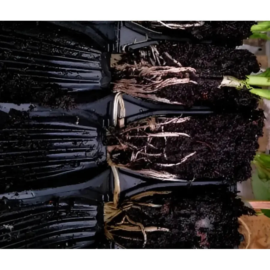 Deep Root Trainer Sets - Root Trainer