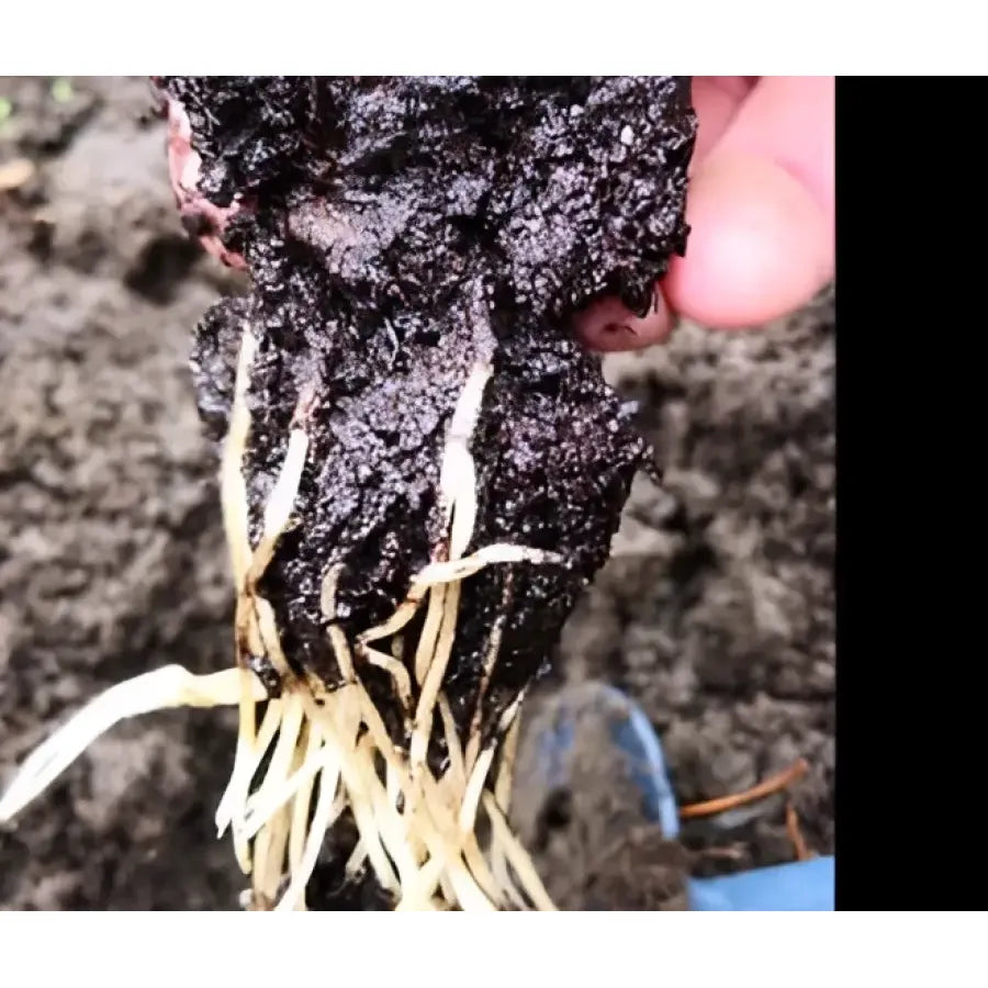 Deep Root Trainer Sets - Root Trainer