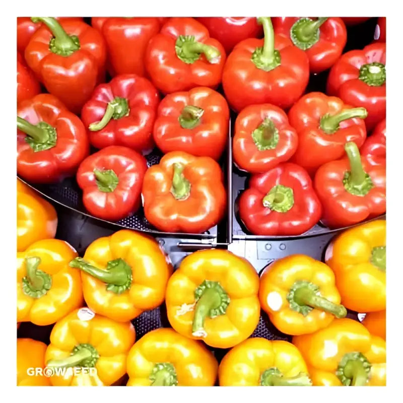 Greenhouse Seed Kit with Gardener’s Delight Veggies - Seeds