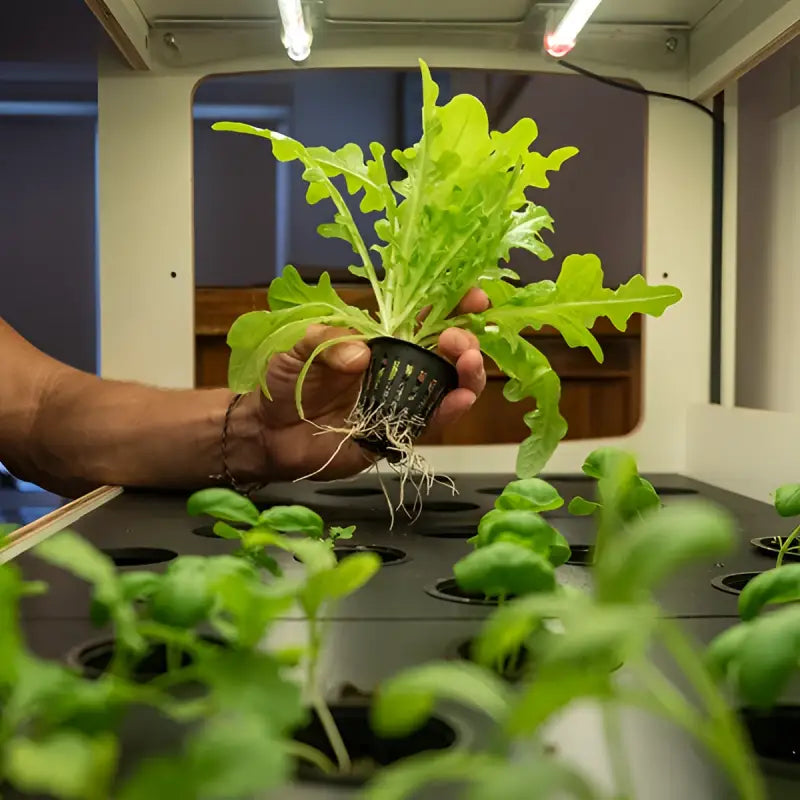 H-Series Indoor Garden with Smart Nursery Technology - Indoor Garden