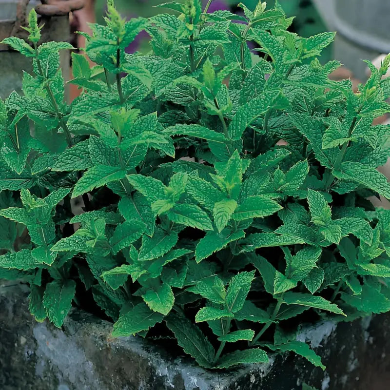 HERB GARDEN Seed Kit - 7 Premium Seed Varieties - Seeds