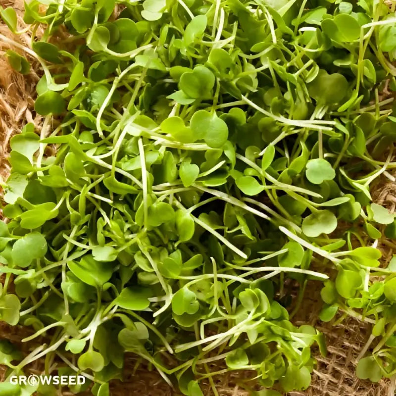 Large Microgreen Kit - Seeds