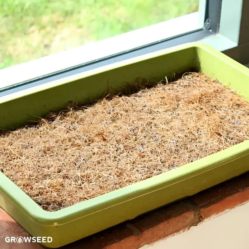 Large Microgreen Kit - Seeds