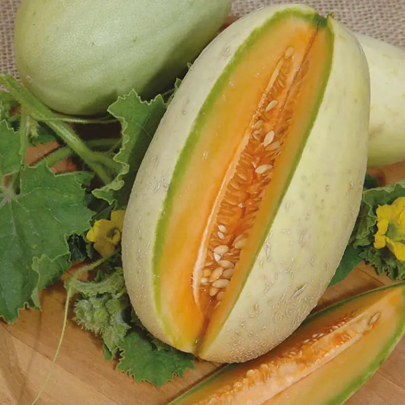 MELON - Cucumis Melo - 20 Premium Non-Gmo Seeds - Seeds