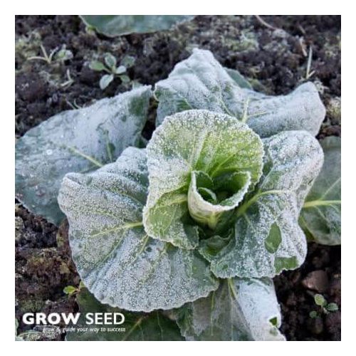 Over Winter Vegetable Seed Kit