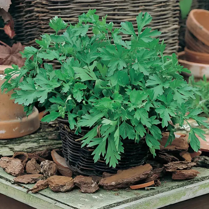 PARSLEY - Petroselinum Crispum - 500 Premium Non-Gmo Seeds - Seeds